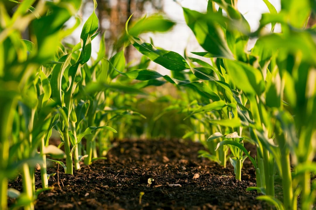 Sustainable production growing in healthy soil