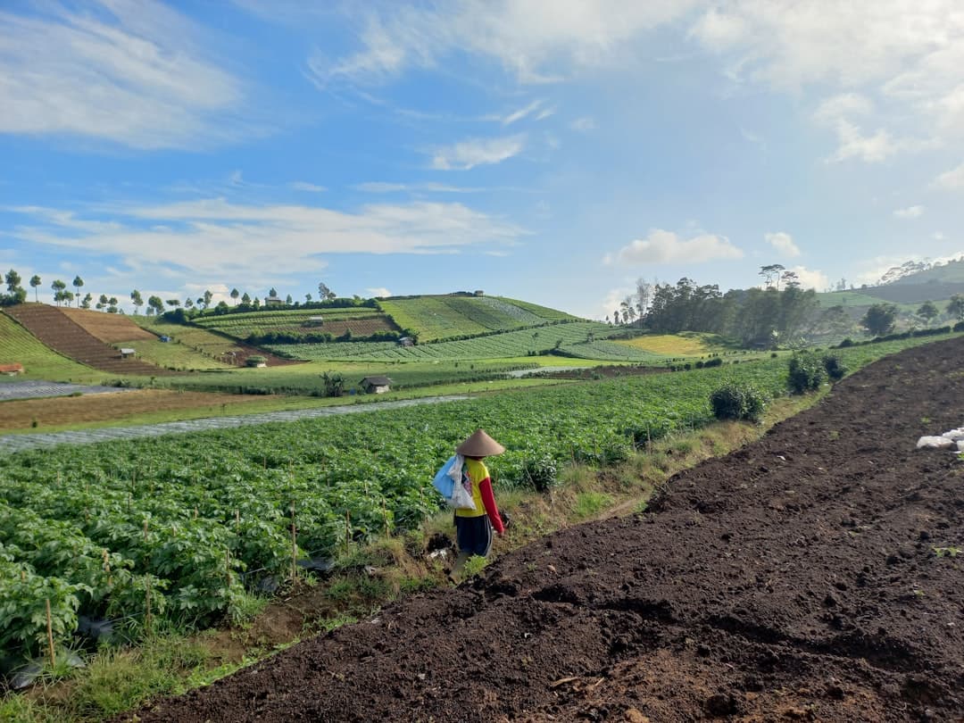 Terraced farm landscape used for Uptake Farms circular agriculture