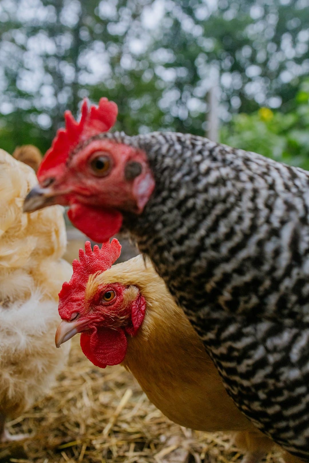 Textured sustainable feed product and agricultural ingredients